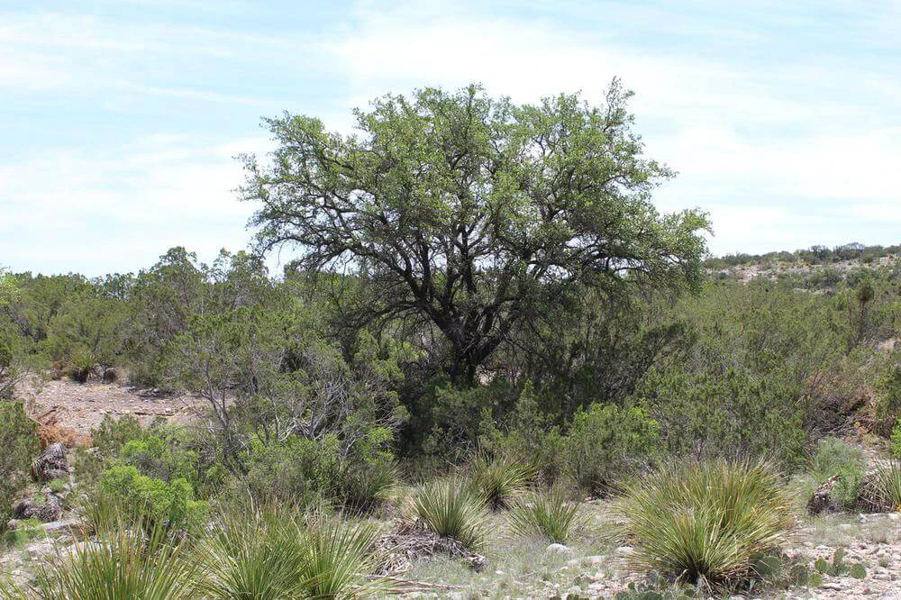 Sutton County Texas Property