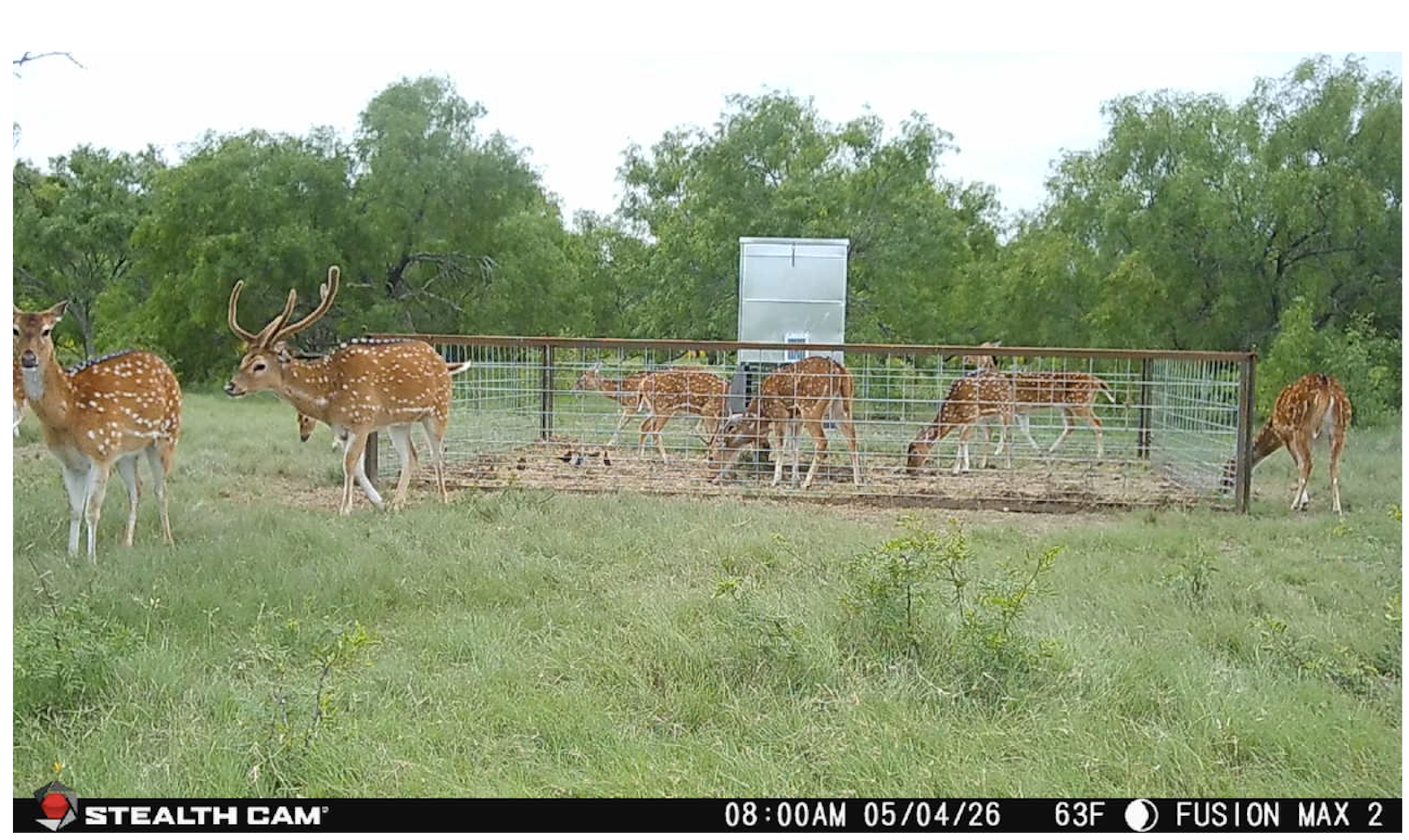 Pinto Creek Ranches Banner Image