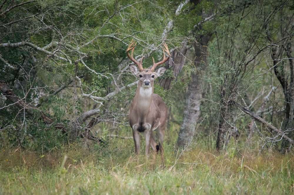 Texas White Tail Deer Game Species Hunting