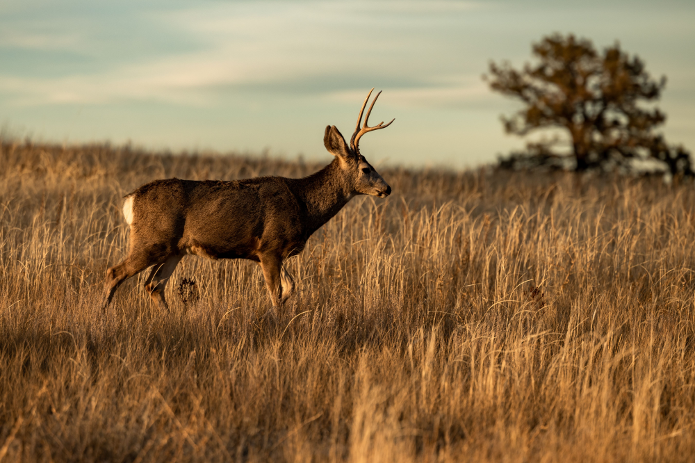 Maximizing Benefits: Texas Wildlife Exemptions Explained
