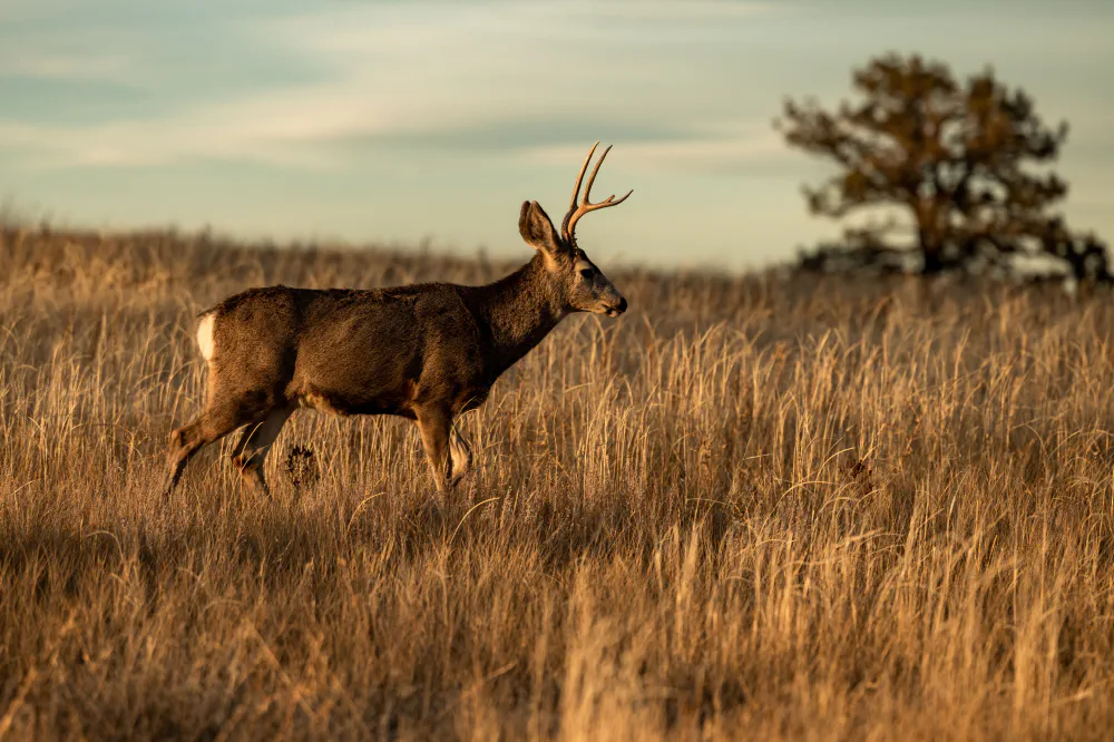 Maximizing Benefits: Texas Wildlife Exemptions Explained