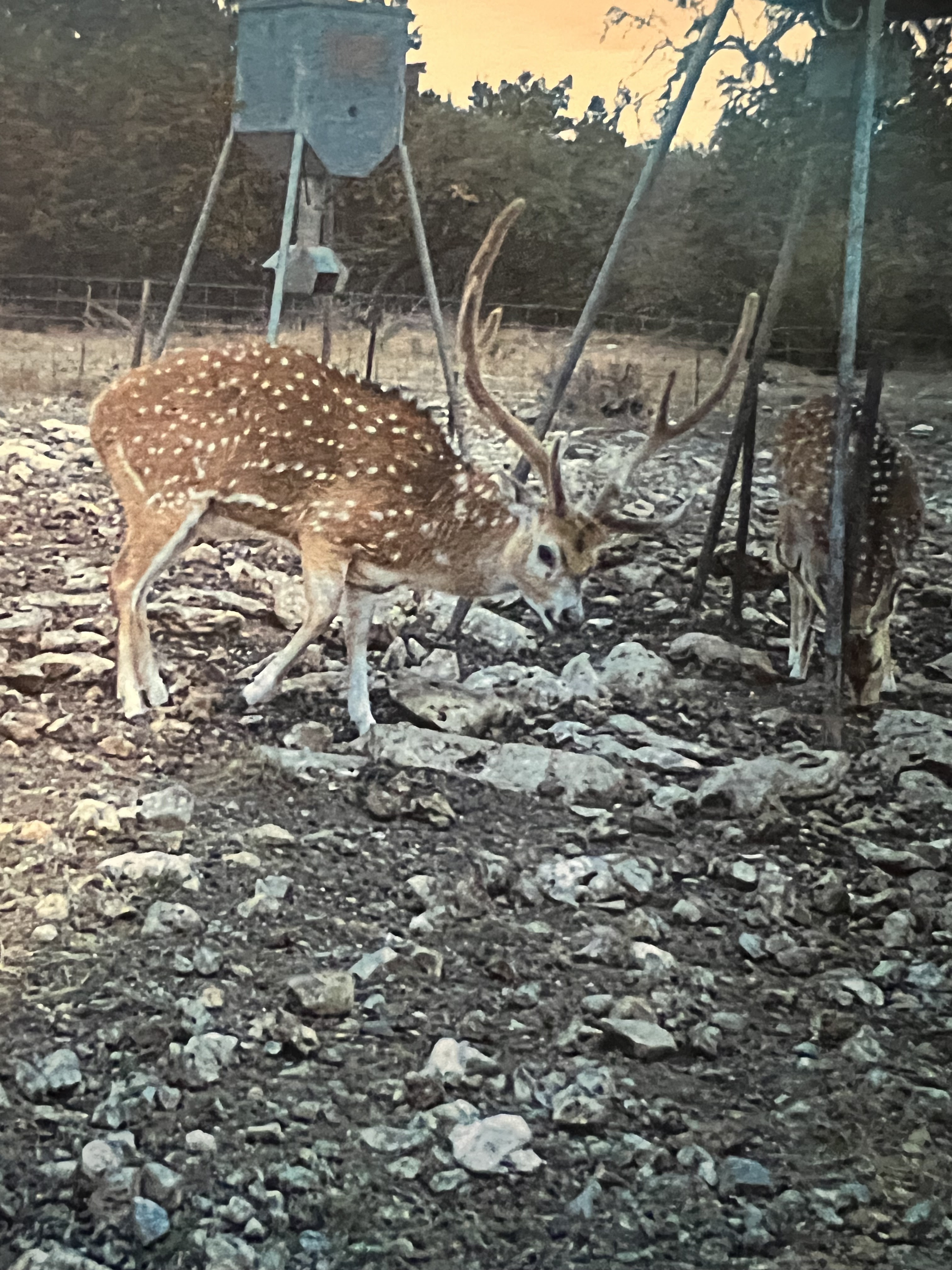 Elk Camp Crossing Ranch Rocksprings Texas, Landscape Image - Texas Land Brokerage